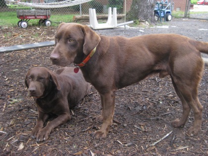 Chaco is a tested stud, having sired two previous litters of beautiful puppies. He. is the one standing here